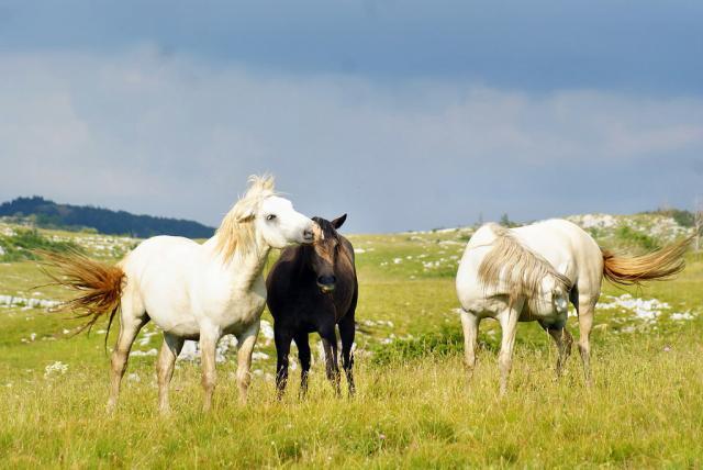 Sve više ljudi poseæuje Suvu planinu zbog divljih konja